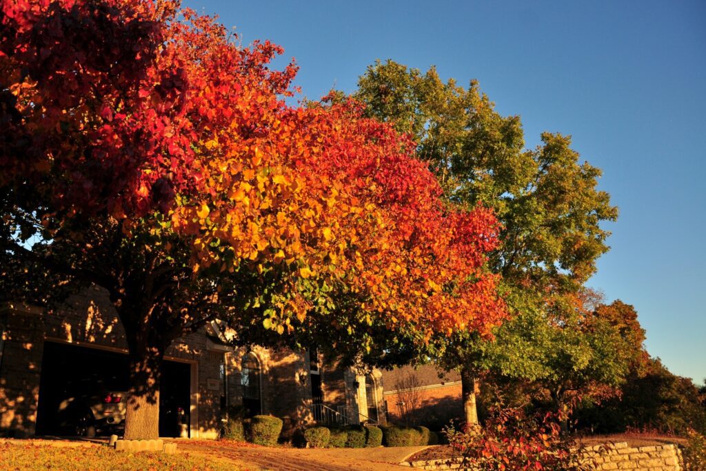 Trees in Austin showing fall colors